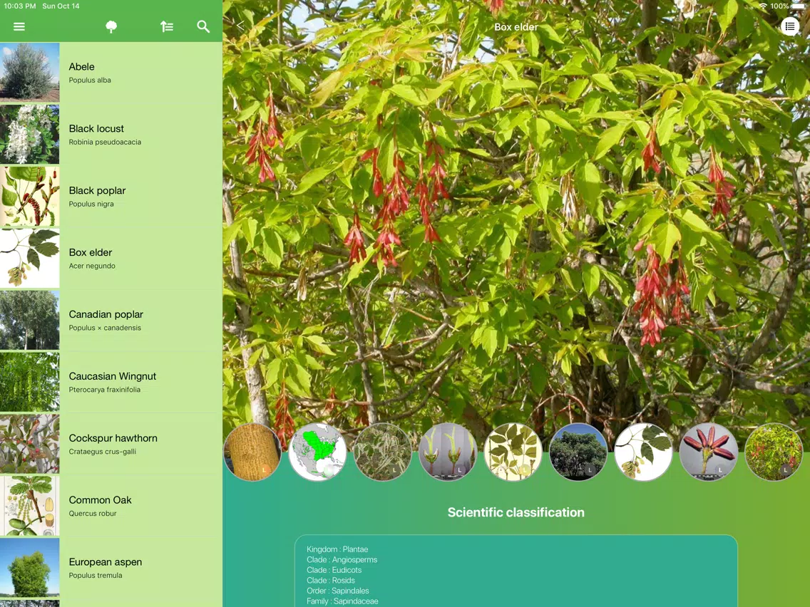 Screenshot di Trees 2.0 iPad 