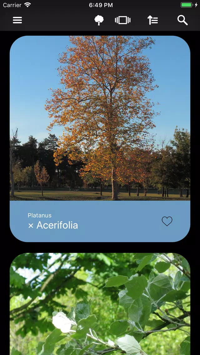 Screenshot di Trees 2.0