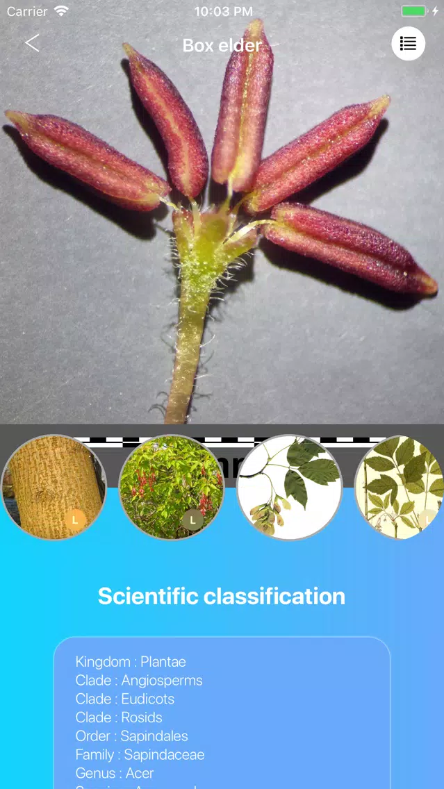 Screenshot di Trees 2.0