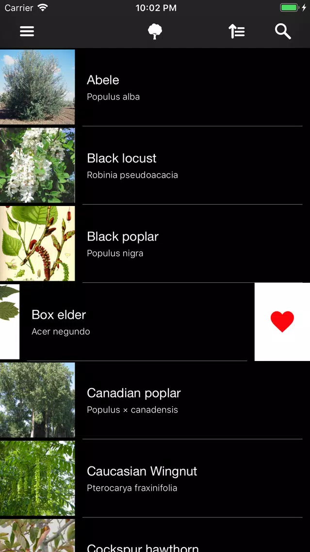 Screenshot di Trees 2.0