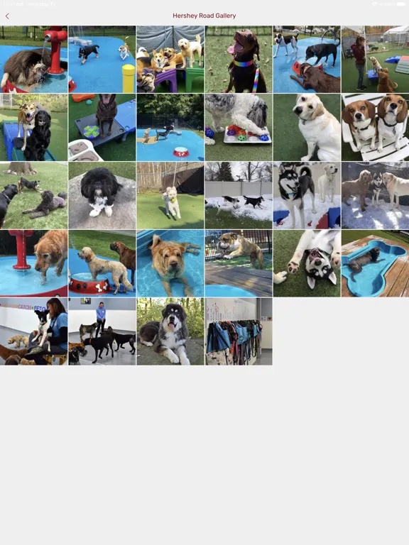 Screenshot di Playful Pups Retreat iPad 
