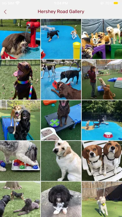 Screenshot di Playful Pups Retreat