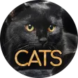 Wallpapers 4K with cats