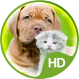 Wallpapers cute animals