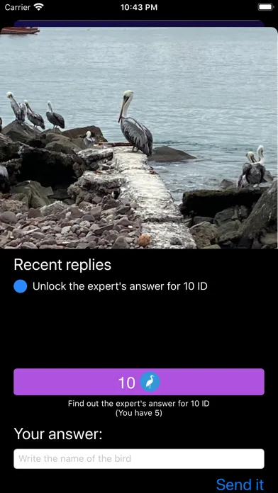 صور Bird ID - Bird Identification