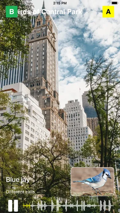 تصاویر Birds of Central Park