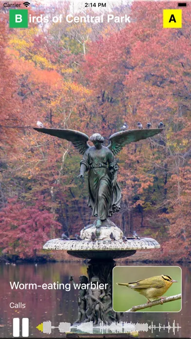 تصاویر Birds of Central Park