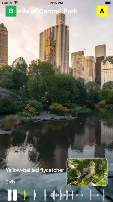 تصاویر Birds of Central Park
