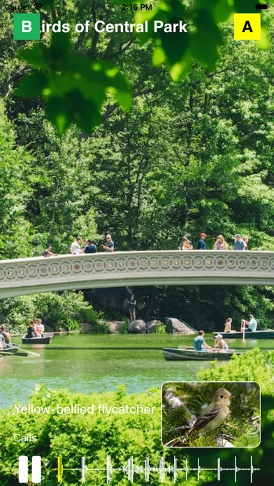 تصاویر Birds of Central Park