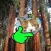 Super Cute Pet Touch超可爱宠物摸