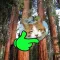 Super Cute Pet Touch超可爱宠物摸
