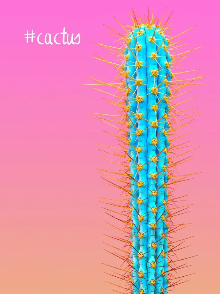 Ảnh chụp màn hình của Lovely Cactus Stickers iPad 