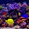 Amazing Aquariums In HD