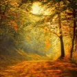Autumn Ambience HD Autumn Ambience HD