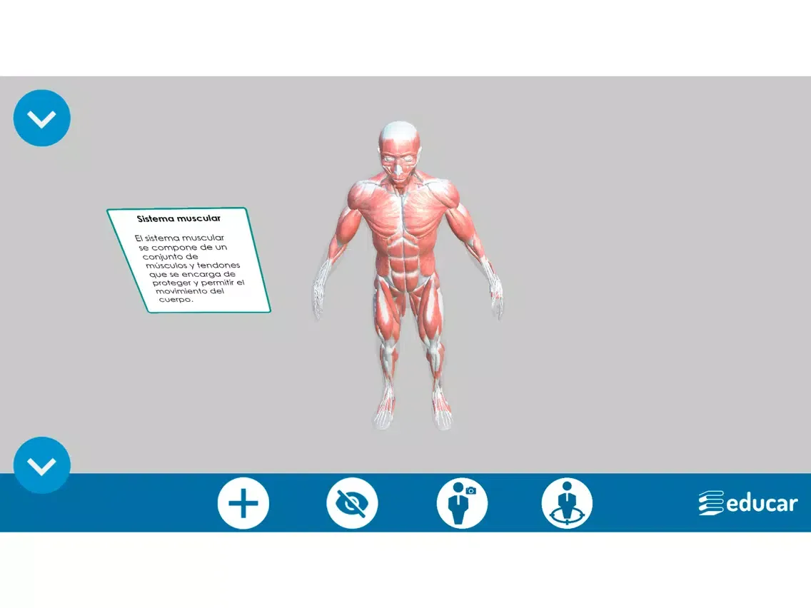Screenshot di Mi Cuerpo Humano en 3D iPad 