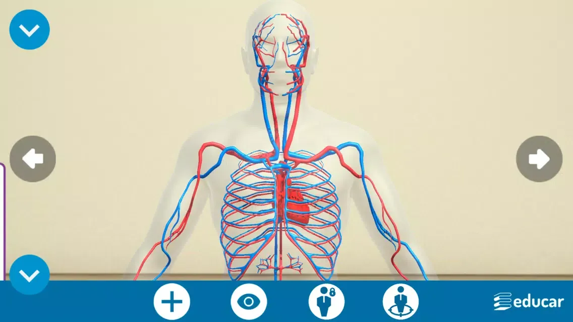 Screenshot di Mi Cuerpo Humano en 3D