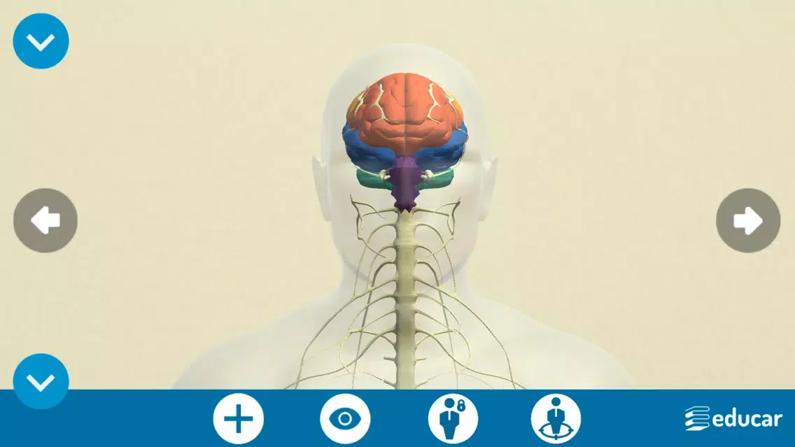 Screenshot di Mi Cuerpo Humano en 3D