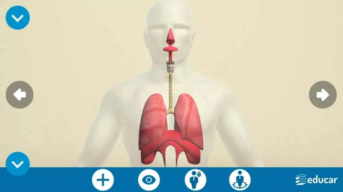 Screenshot di Mi Cuerpo Humano en 3D