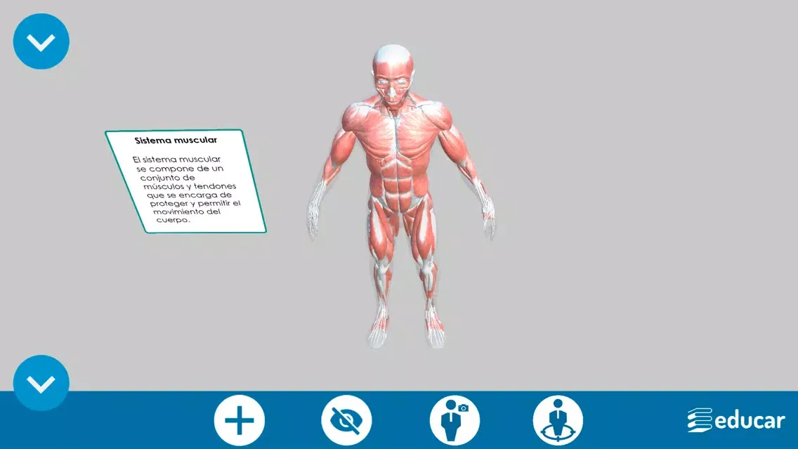 Screenshot di Mi Cuerpo Humano en 3D