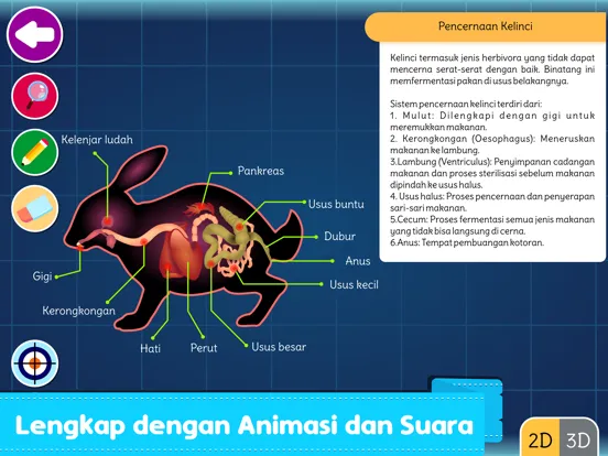 Marbel Sains : Anatomi Hewan iPad  Screenshots