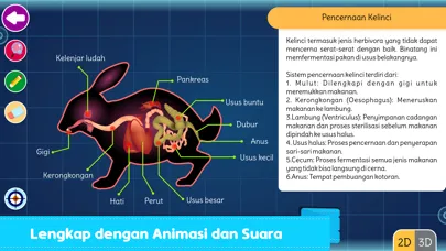 Marbel Sains : Anatomi Hewan Screenshots