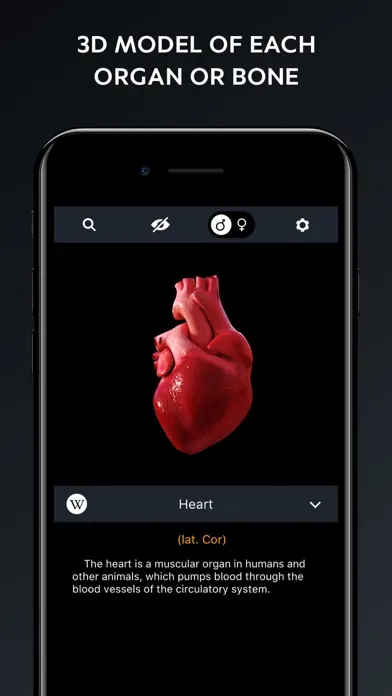 Human Body Atlas: 3D Medical Screenshots