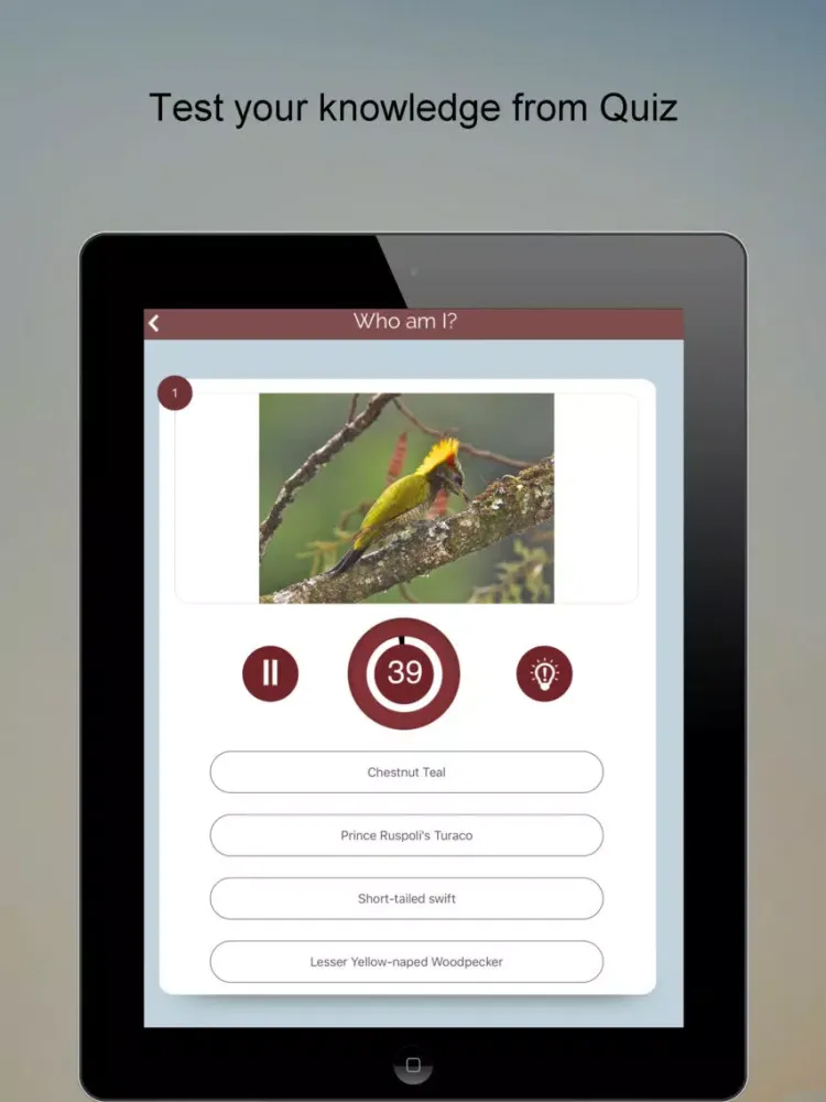 ภาพหน้าจอของ Non-Passerine Bird Dictionary iPad 