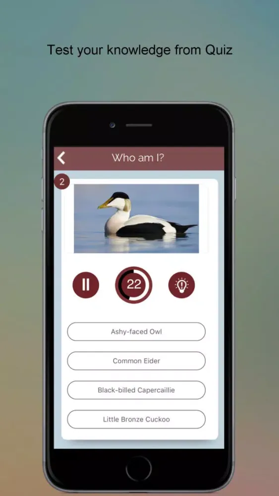 ภาพหน้าจอของ Non-Passerine Bird Dictionary