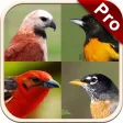Non Perching Birds PRO: SMART guide to Non Passerines with Games and Puzzles Non Perching Birds PRO: SMART guide to Non Passerines with Games and Puzzles