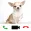 Chihuahua Dog Video Call