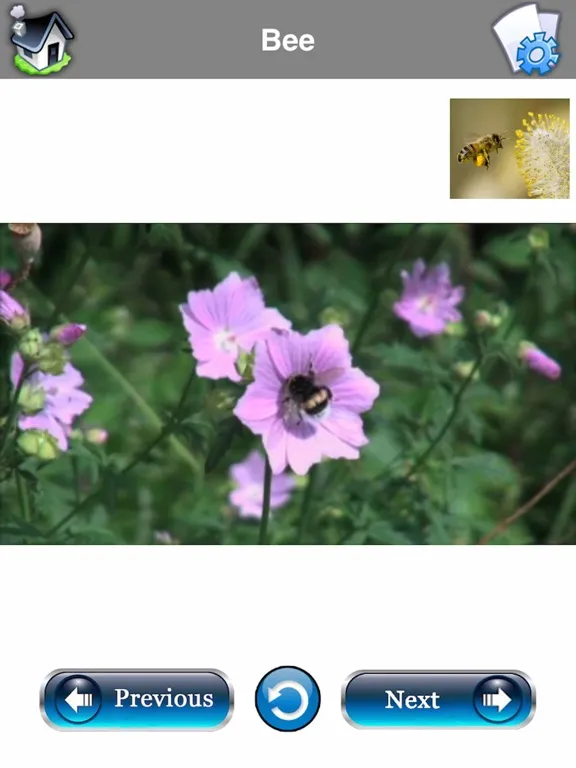 Baby Flash Cards : 500+ Words iPad  Screenshots