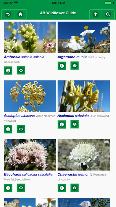 Ảnh chụp màn hình của Anza-Borrego Wildflowers Lite