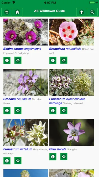 Ảnh chụp màn hình của Anza-Borrego Wildflowers Lite