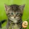 Jigsaw Wonder Kittens Puzzles for Kids Free