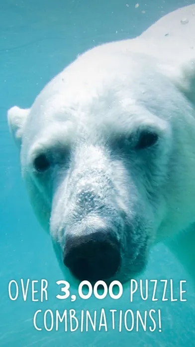 Zrzuty ekranu Jigsaw Wonder Polar Bear Puzzles for Kids Free