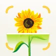 Flower Identifier & Finder Flower Identifier & Finder