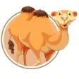 Camel: Beauty Cam Photo Filter Camel: Beauty Cam Photo Filter