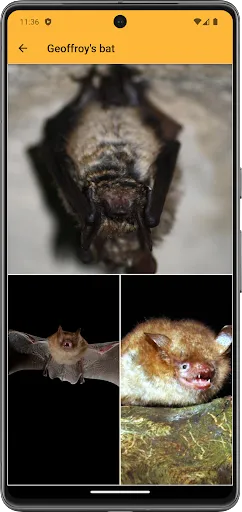 BatLib Screenshots