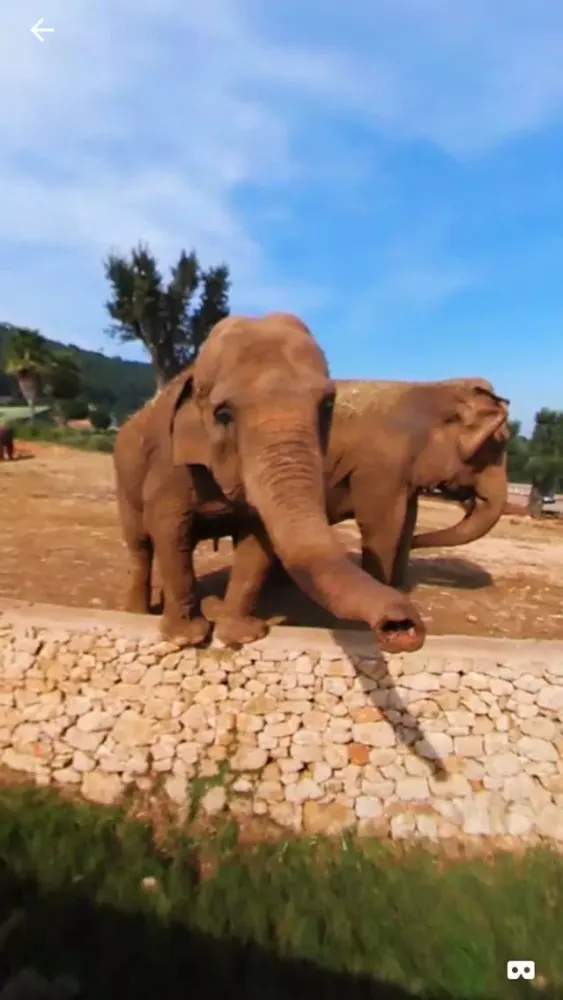 Capturas de tela do 360 VR Elephant - Nature VR Apps for Kids