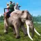 Elephant Wild Forest Safari 3D