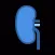 mKidney