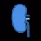 mKidney