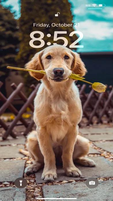 Wallpapers for 16 Lock Screen Ekran Görüntüleri