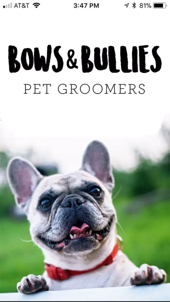 صور Bows & Bullies