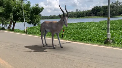 AR Real Animals應用截圖