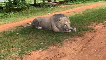 AR Real Animals應用截圖