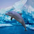 Antarctic Dolphin Escape Antarctic Dolphin Escape