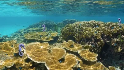 Underwater Treasure Escape應用截圖