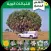 الأطلس المصور للنباتات البرية