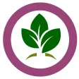 Essential Oils: Young Living Essential Oils: Young Living